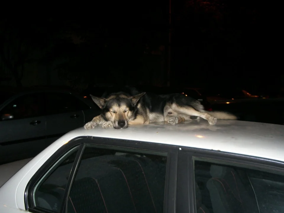 Perro echándose una siesta