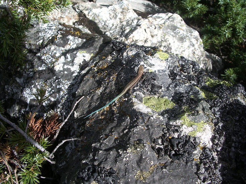 Parque Natural de Peñalara